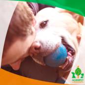 Brinquedos para Pet
