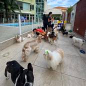 Creche Canina