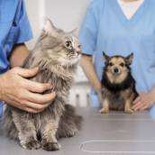 Consulta Veterinária em Americana 