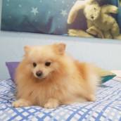 Hotel Pet em Bauru