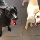 Creche para pets em Bauru
