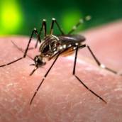 Dedetização contra Mosquito da Dengue (Aedes aegypti)