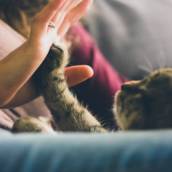 Animais à Venda