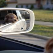 Táxi Dog