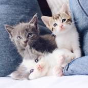Medicina Veterinária de Felinos