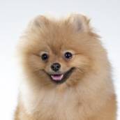 Banho em Cachorro em Bauru