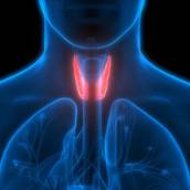 Endocrinologia