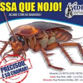 Dedetização de Baratas