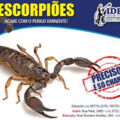 Dedetização de Escorpiões