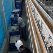 Serviço de Limpeza e Deslocamento de Aves