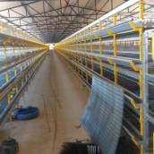 Recria de Codornas Killbra