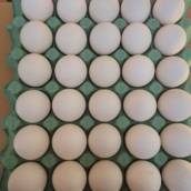 Jumbo - Cartela com 30 Ovos
