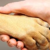PATAS E MÃOS DADAS