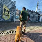 Adestramento para cachorro