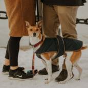 KNOW-HOW DOG FAMILY