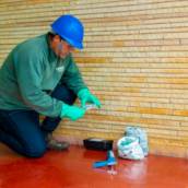 Controle de Roedores (desratização)