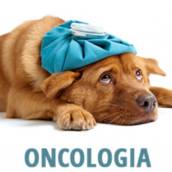 Oncologia Veterinária para Cães e Gatos - Tratamento Especializado para Câncer em São Manuel/SP