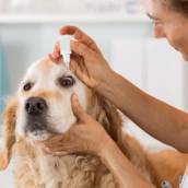 Oftalmologia Veterinária para Cães e Gatos - Cuidados Especiais para a Visão em São Manuel/SP