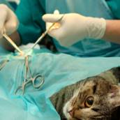 Cirurgia Veterinária para Cães e Gatos - Cuidados Cirúrgicos Especializados em São Manuel/SP