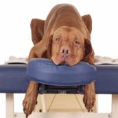 Acupuntura Veterinária para Cães e Gatos - Tratamento Complementar e Eficaz em São Manuel/SP