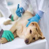 Vacinação em Animais - Proteção Completa para Cães e Gatos em São Manuel/SP