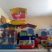Casinhas para Hamster – Conforto e Diversão para Seus Pequenos Roedores em Lençóis Paulista