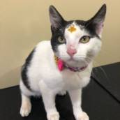 Banho em Gatos