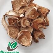 Cogumelo Shitake
