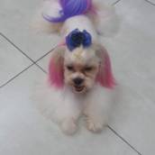 Coloração de pelos