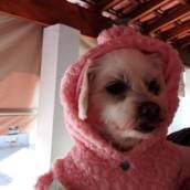 Roupinhas para Animais - Conforto e Estilo para Cães e Gatos em São Manuel/SP