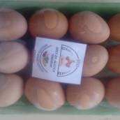 Ovos caipira 12,00 reais a dz