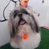 Banho temático - Halloween em Bauru