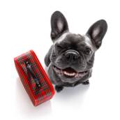 Hotel para Cães
