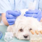 Acupuntura veterinária
