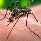 Mosquicidas