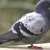 Repelente de Aves
