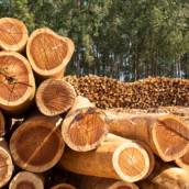 Extração de madeira em floresta plantada