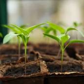 Produtos de Jardinagem