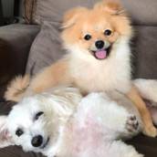 Babá para Cães e Pets