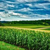 Sementes de Milho, Soja e Sorgo