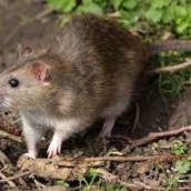 Controle de Ratos