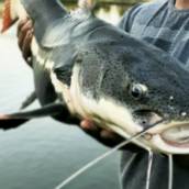 Variedade de Peixes
