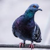 Controle de Pombos