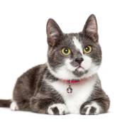 Castração de Gato Macho