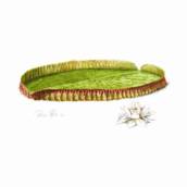 Aquarela em FineArt