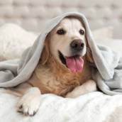 Hotel para Cães e Gatos
