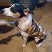 Roupinha para Cachorro