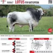 Touro Nelore Lotus FIV Katispera (N0067)