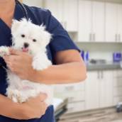 Internação Veterinária - Cuidados Intensivos para o Seu Pet em Assis, SP