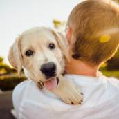 Clínica Veterinária São Francisco de Assis - Cuidado e Amor para Seu Pet em Assis, SP